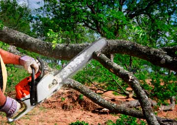 Chainsaw cutting tree branch